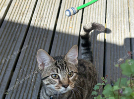 7 month old kitten looking for forever home