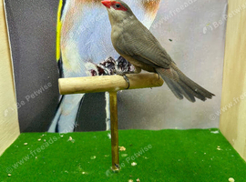 Common waxbill
