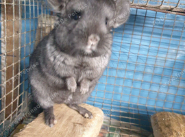 Ebony Hetro dark male
