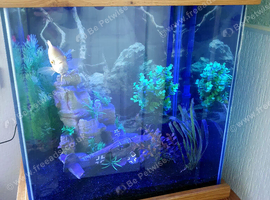2x Oscar fish