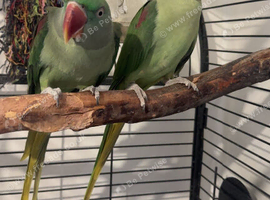 Alexandrine Parakeets.