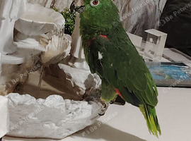 Yellow crown amazon parrot