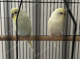 2 Budgies
