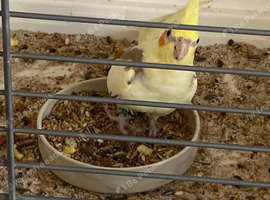 Cockatiel that needs rehoming