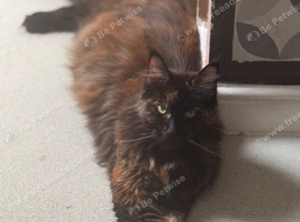 Purebred Maine Coon kittens