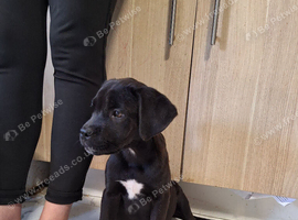 Mastiff mix