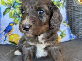 Beautiful Cockapoo Puppies &mdash; 2 Boys, 2 Girls