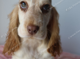 Gorgeous Cocker Spaniels