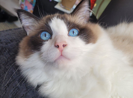 Gizmo the bicolor ragdoll