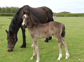 Welsh D Filly