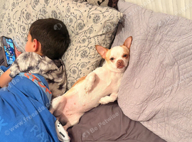 Chihuahua