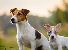Beautiful little jackawawa dog last one