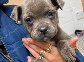 Adorable staffy puppies