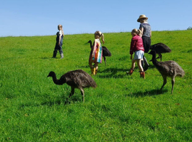 Emus for sale: Inwardleigh, Devon, Excellent Companions