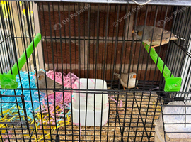 3 zebra finches