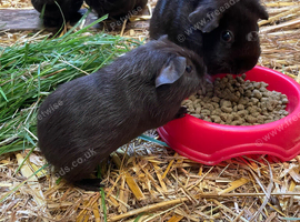 Black guinea pigs