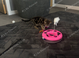 Female kitten 12 week old has bengal through her
