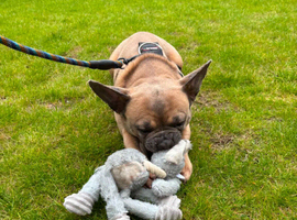 French bulldog