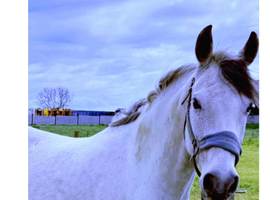Competition horse
