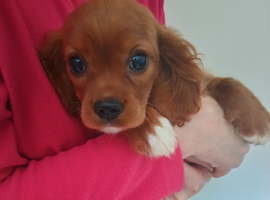 King Charles Spaniels. Very rare markings!!!.