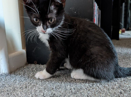 Mixed breed female cat needs new home.
