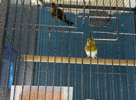 Goldfinch mule Glasgow