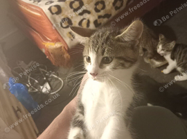 3 little kitten looking for lovely home