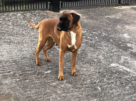 Boxer girl
