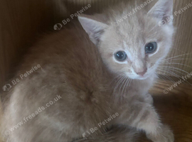 Beautiful kittens ready now