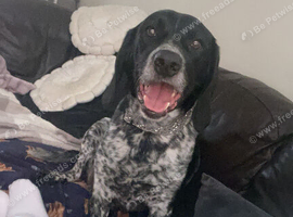 He is mainly American Coonhound, German Shorthaired Pointer and Springer Spaniel