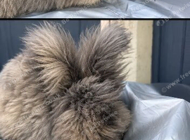 5 month old full face angora available