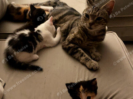 7 kittens for sale