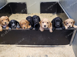 Cocker Spaniel puppies