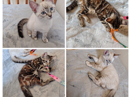 2 girls left Ragdoll x ginger mother