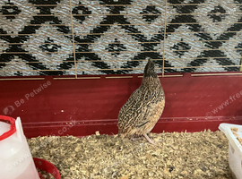 Cl jumbo quail