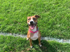 Rehome