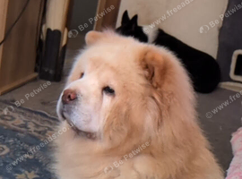 Cream chow chow sale