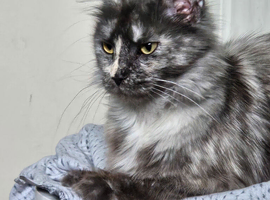 Mainecoon female