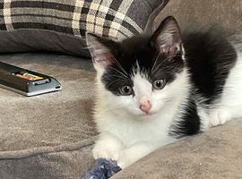Black and white male kittens for sale