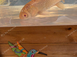 Albino grass carp