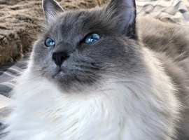 Female cat looking for a home