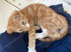 Gorgeous ginger and white Scottish Fold