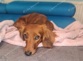 Small Standard Long-Haired Dachshund Puppies