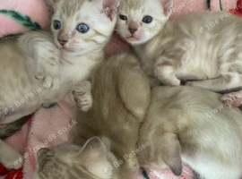Snow bengal baby&rsquo;s