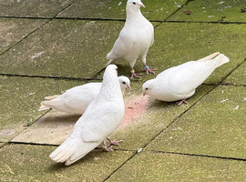 English tippler pure white