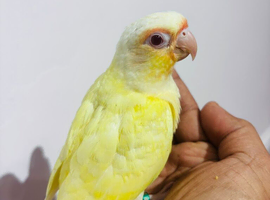 Gorgeous baby crimino conure