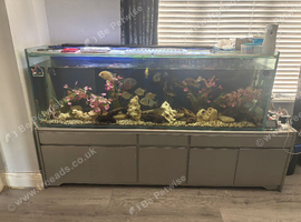 6ft aquarium full set up but no stand
