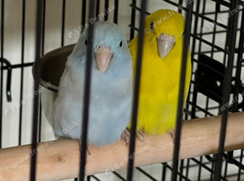 Baby parrotlets Glasgow