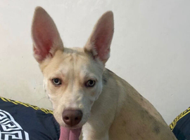 6 month puppy for sale
