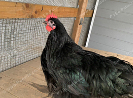 Black Orpington cockerel